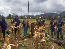 Wakil DPRD Buton Utara Serap Aspirasi Petani, Dukung Program Jagung Kuning