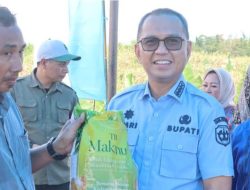 Bupati Kolaka, Amri Hadiri Panen Raya Jagung